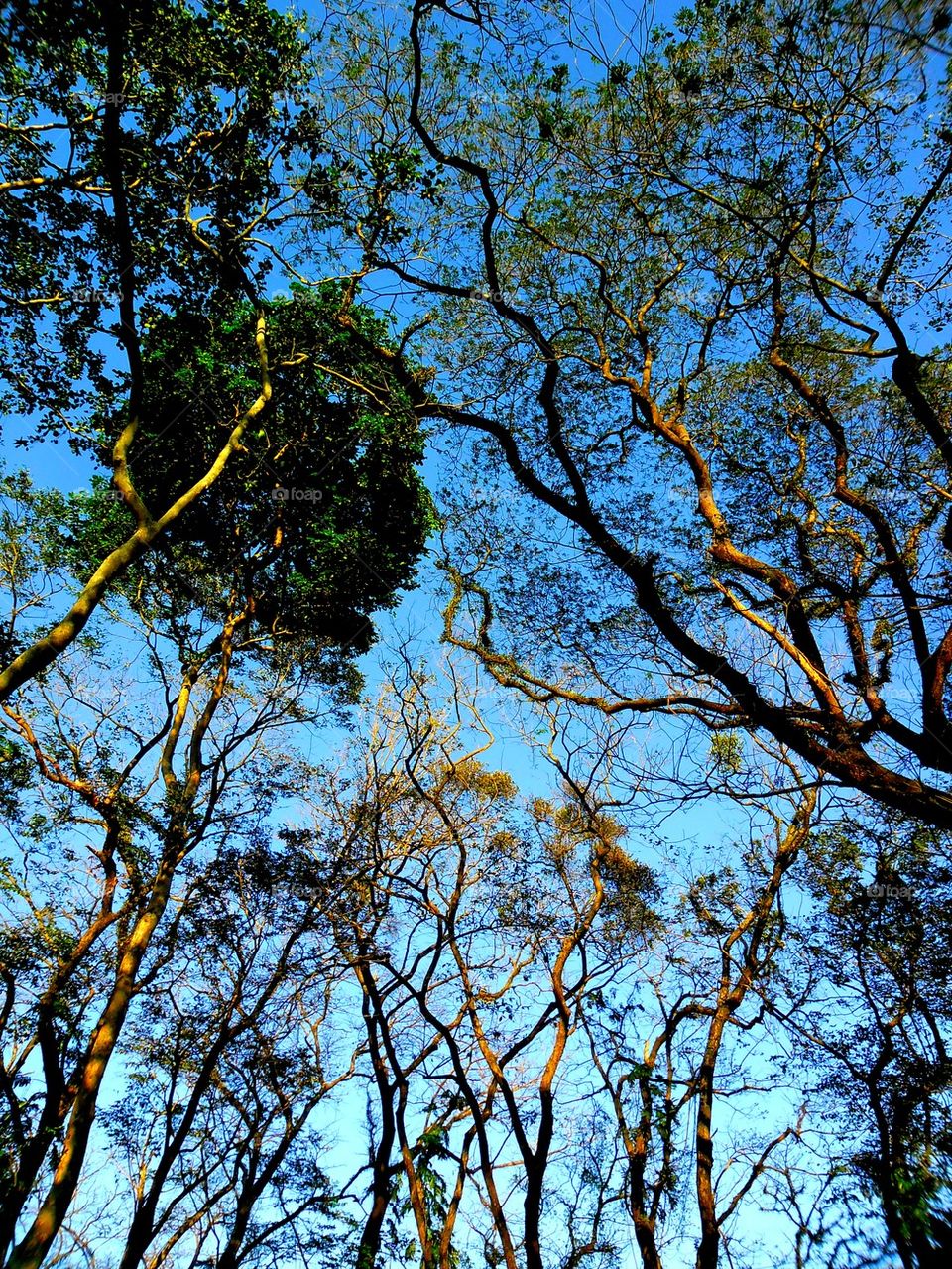 sky nature twig trunk by junpinzon