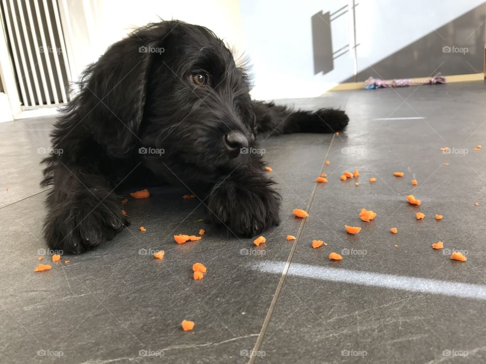 Portuguese Water Dog with carrot 