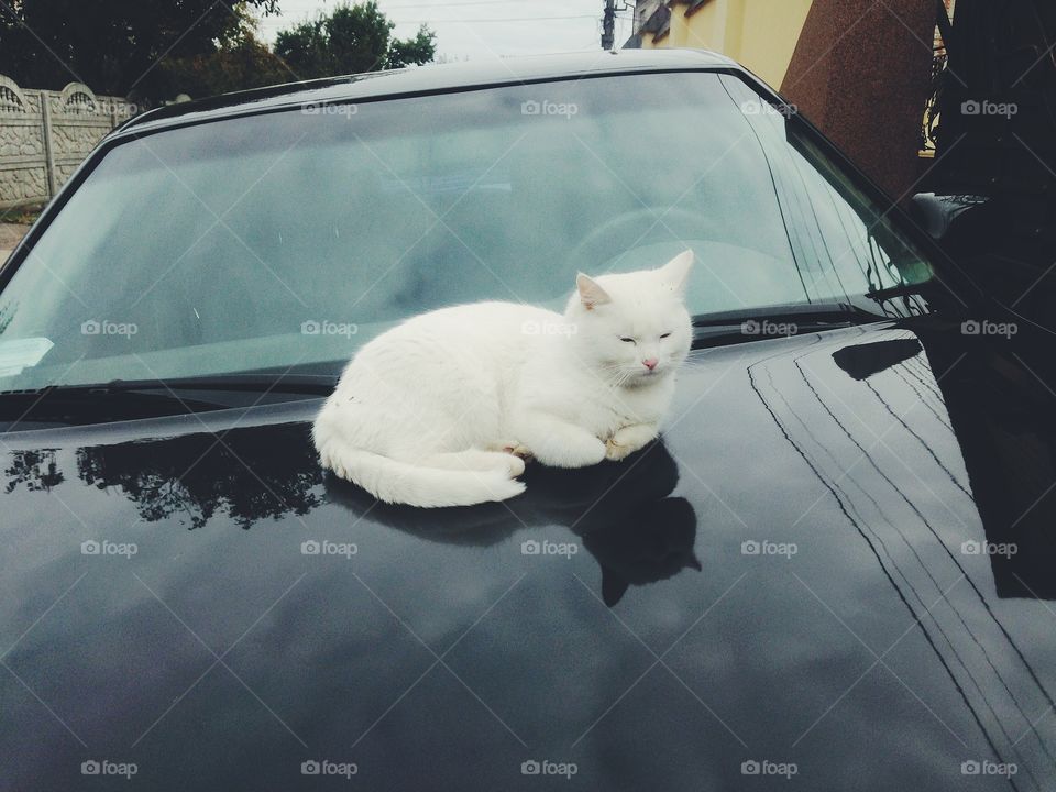 Cat, One, Car, Portrait, Snow