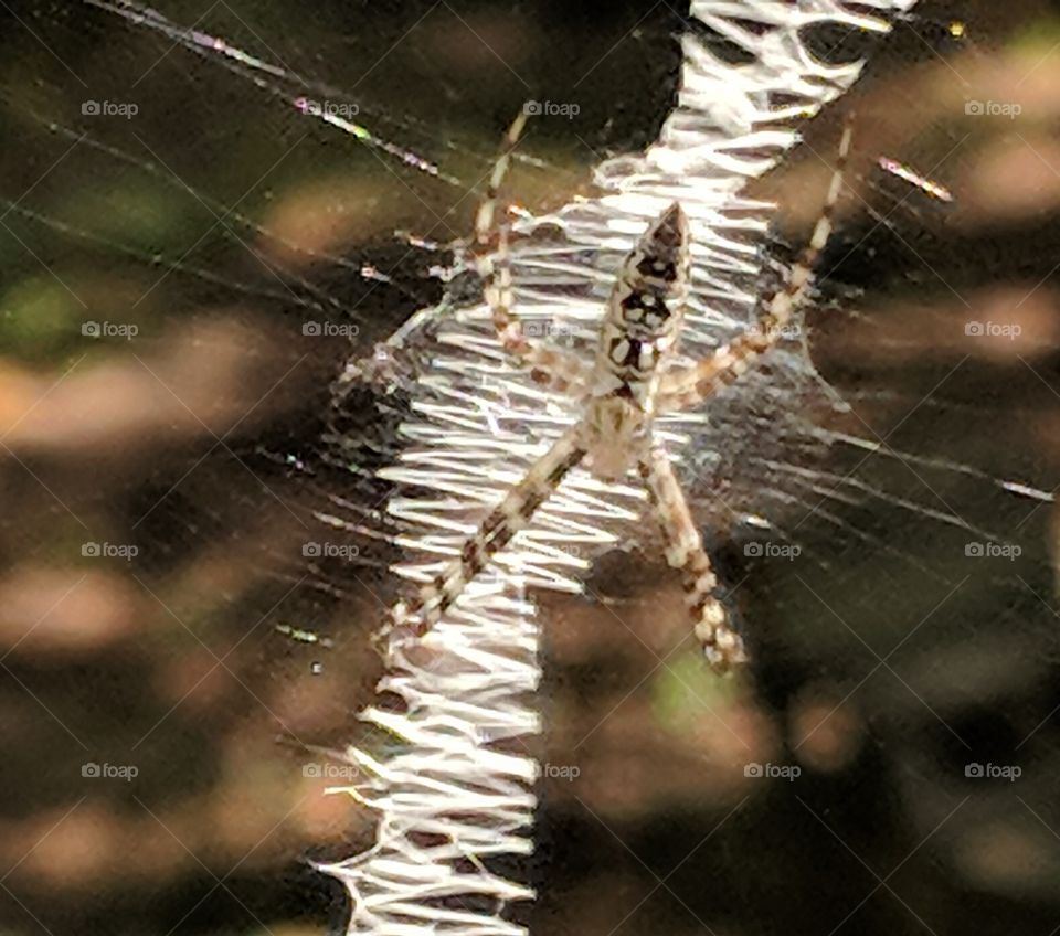 baby spider and web practice