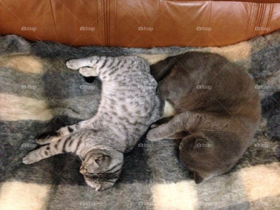 Cats sleeping together 