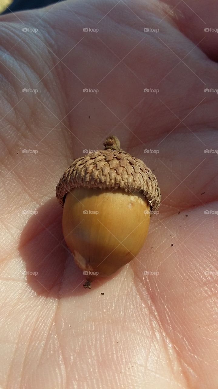 Tiny acorn