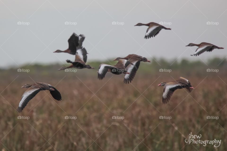 Black bellied whistling ducks