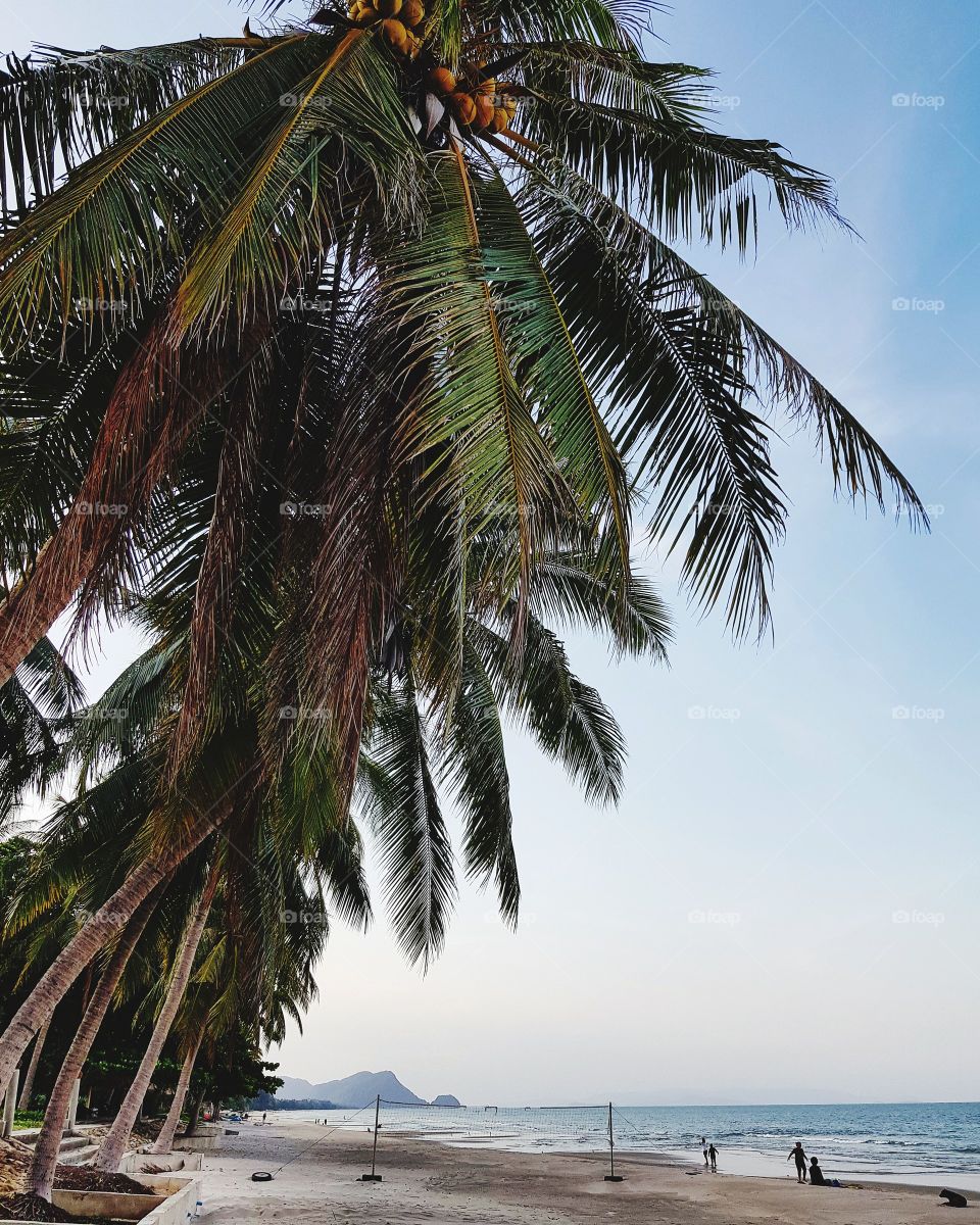 Scenic view of coconut trees at beach