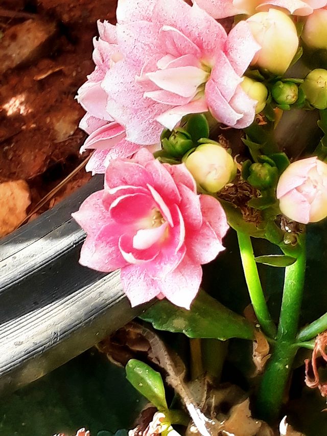 flor