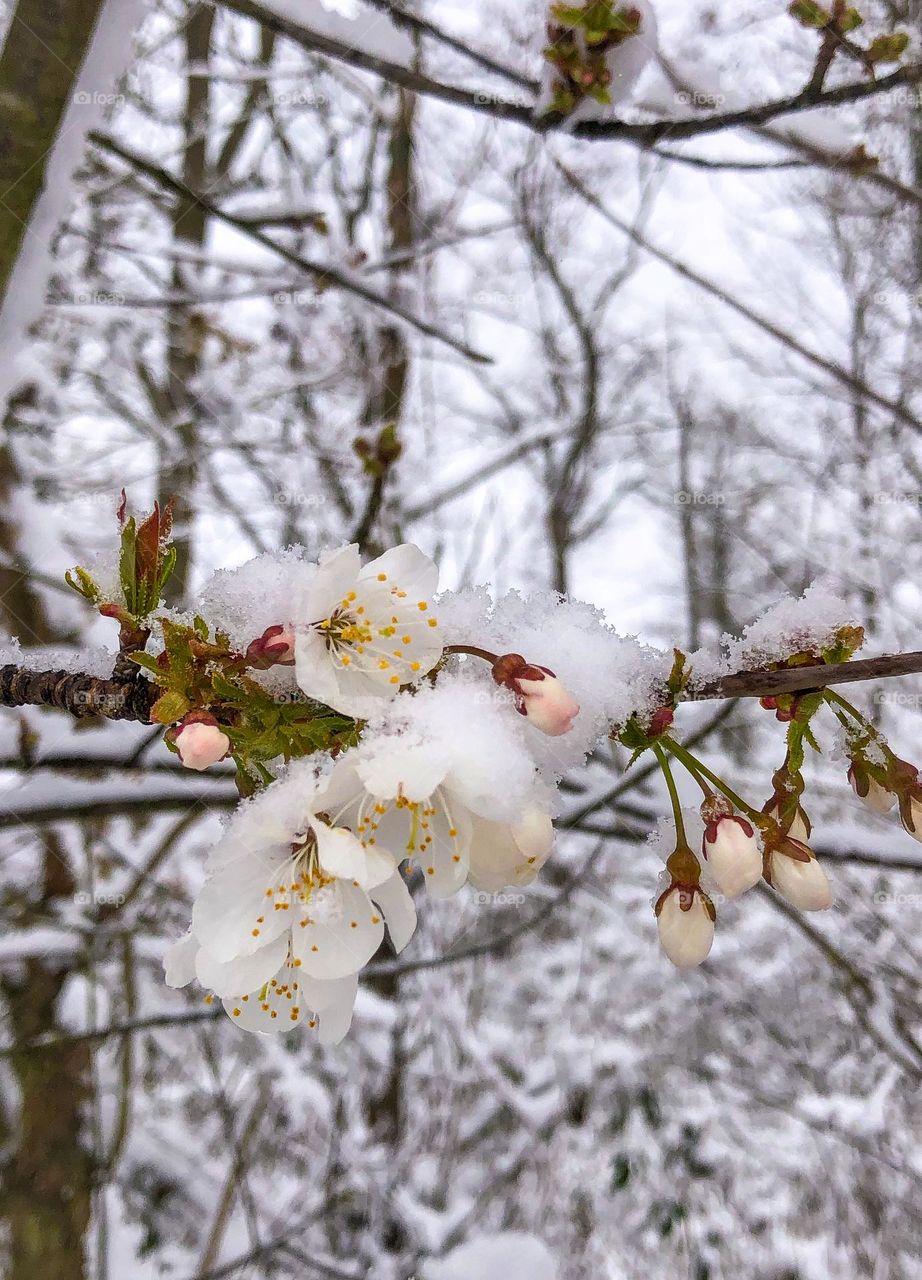 Snowy Chrerry blossom 