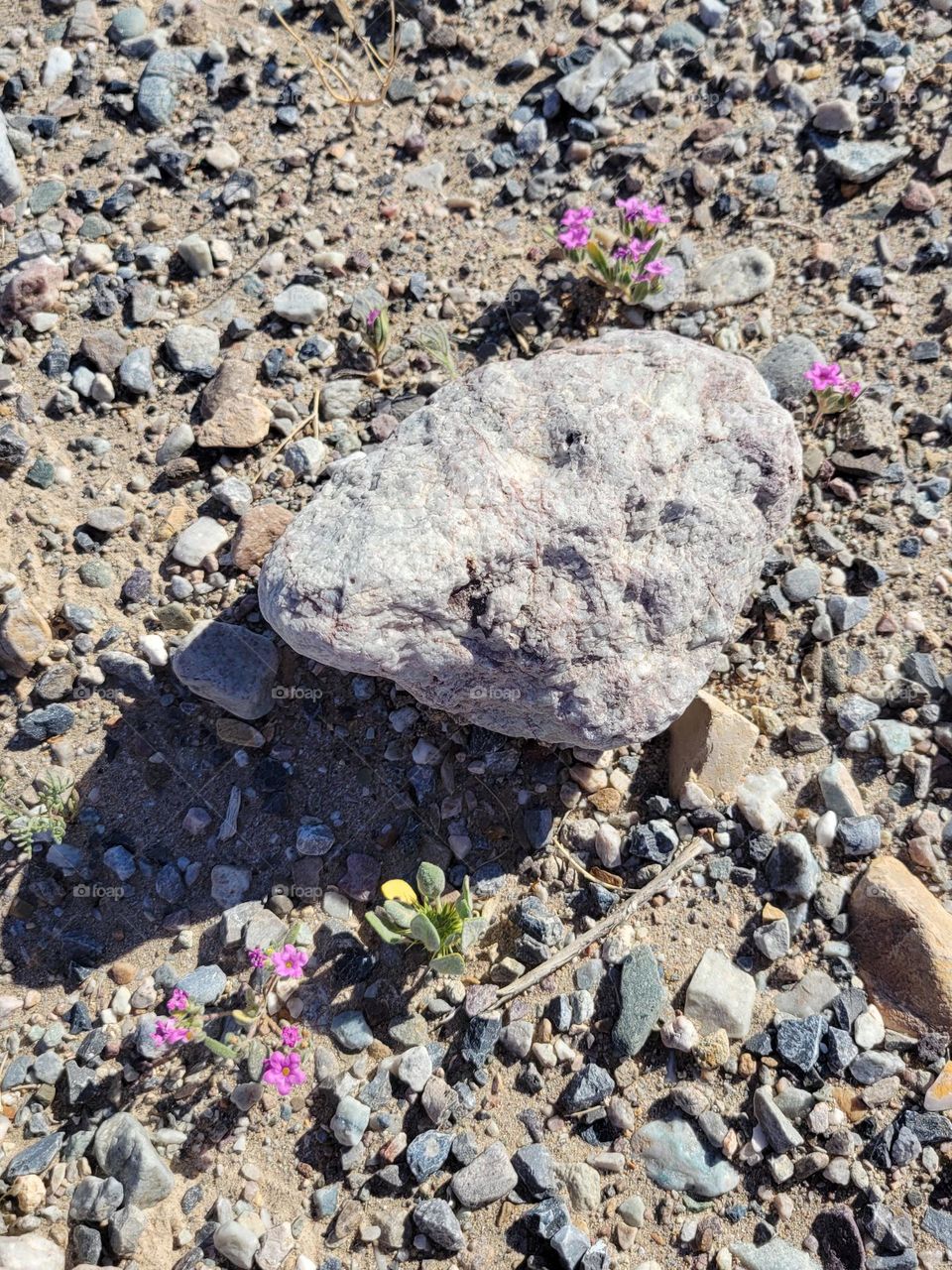 Little flowers in Death Valley