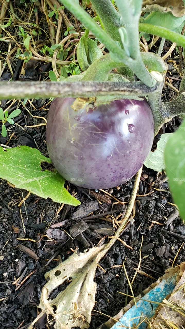 eggplant