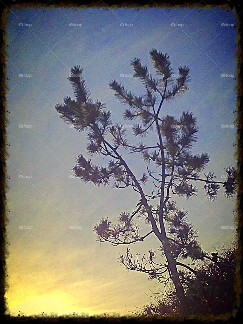 Lone Pine At Sunset
