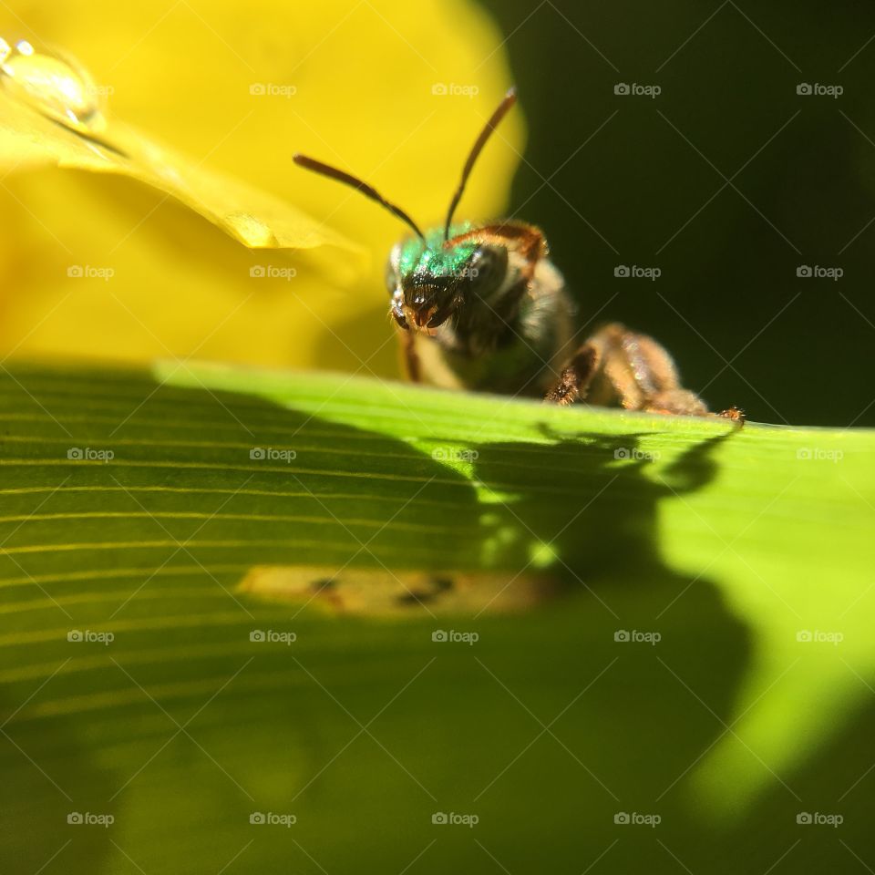 Green-headed bee closeup on leaf with shadow  grooming after a summer rain shower series