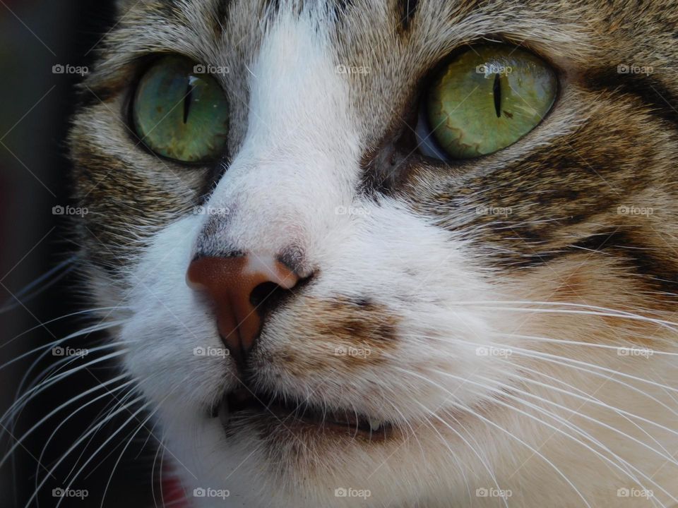 a feline close-up image // Nikon Coolpix B500