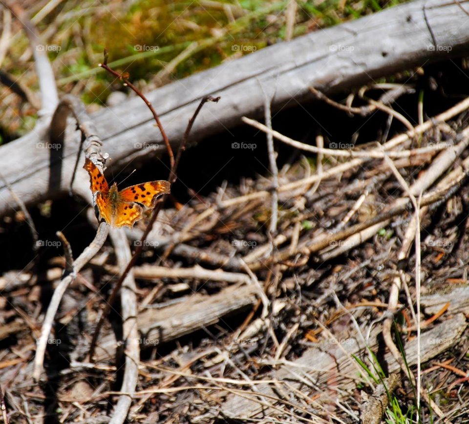 Mountain Butterfly
