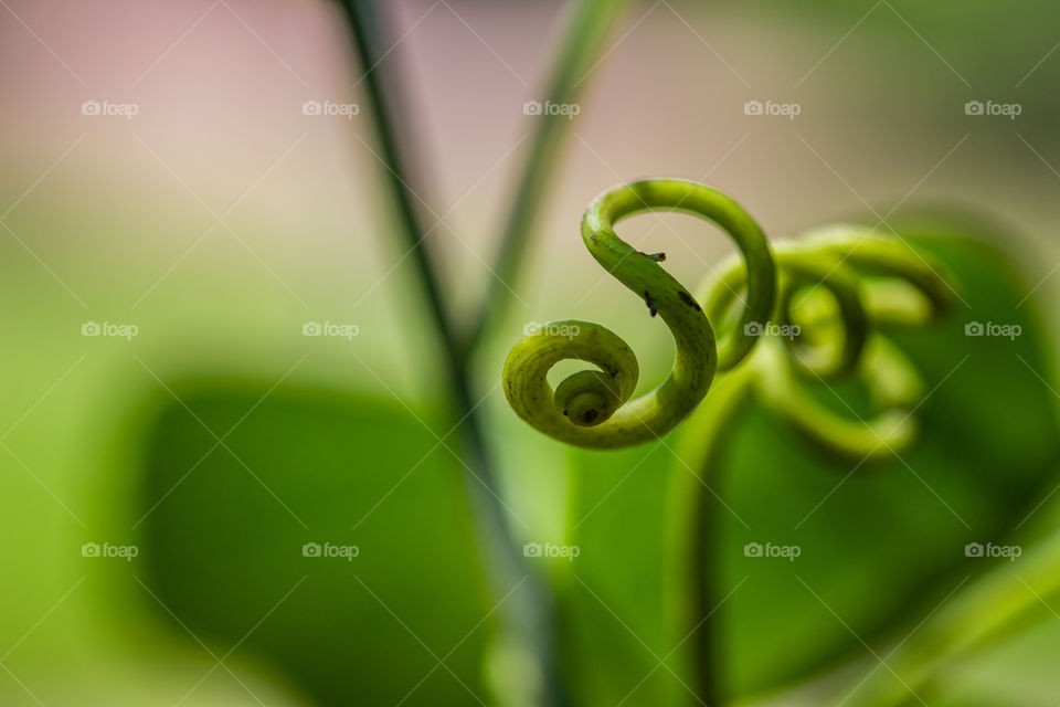 vine plant making swirls
