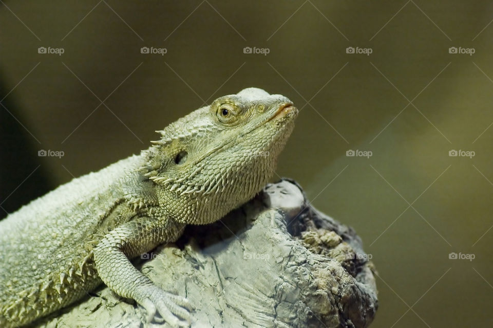 Central bearded dragon