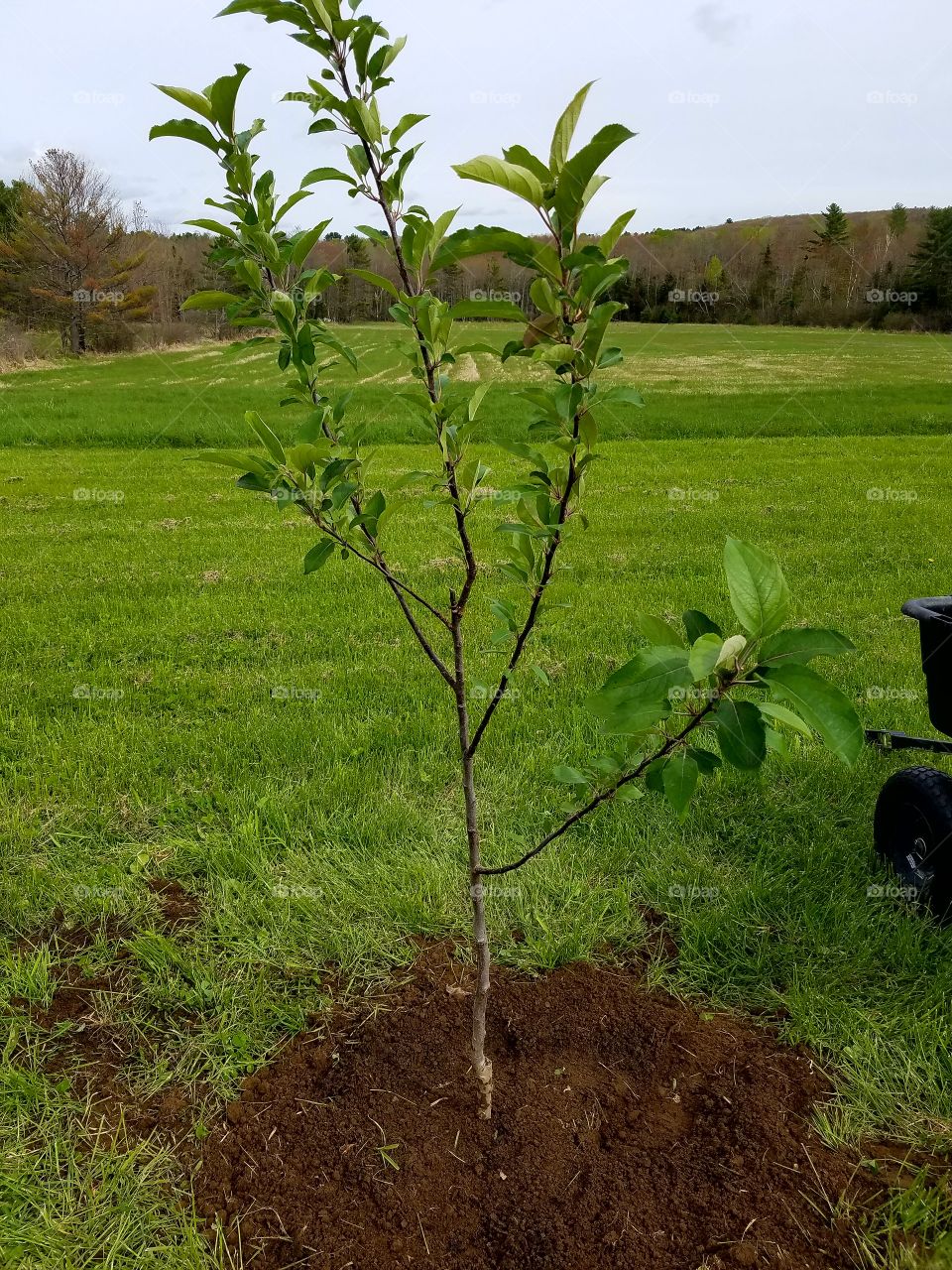 Freshly planted tree