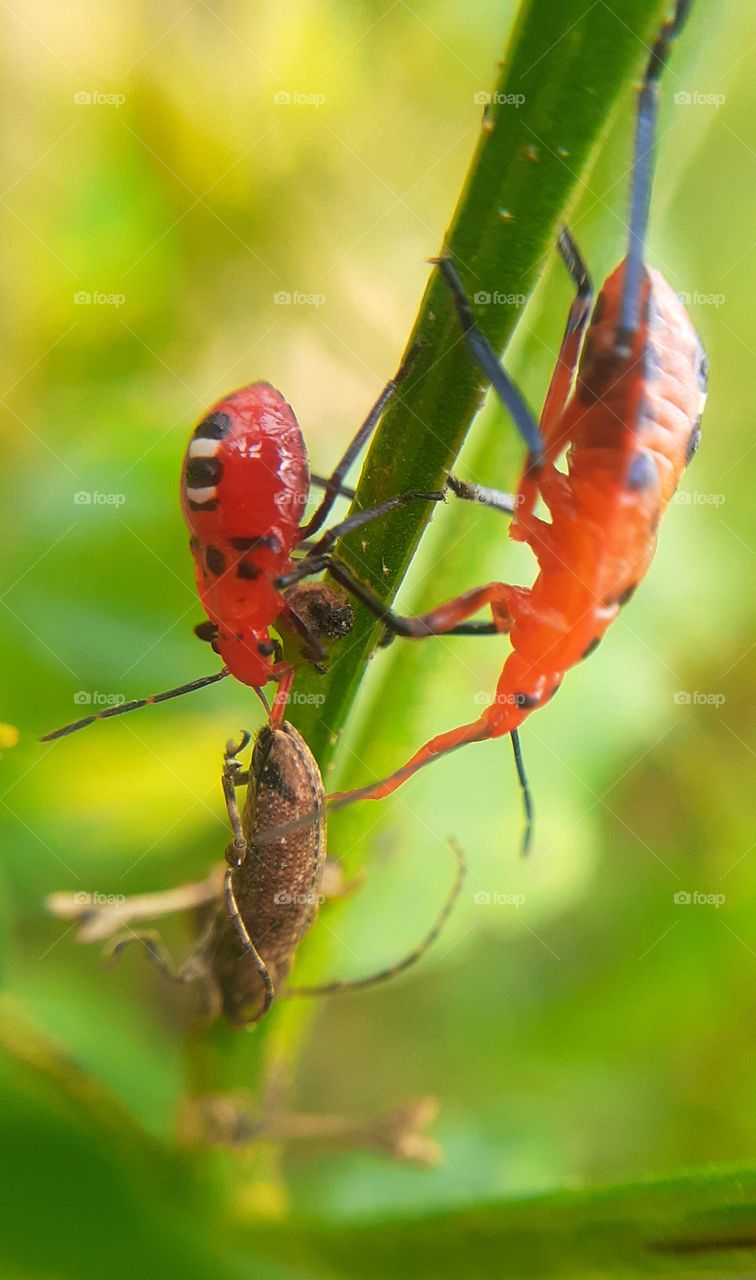 wildlife photography