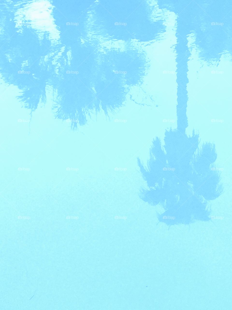 Palms reflected on pool 