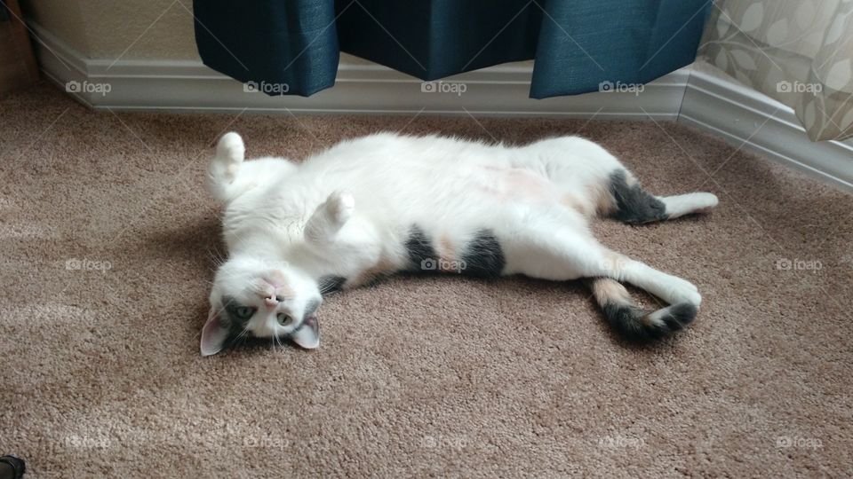 Never had a carpet looked so comfortable.