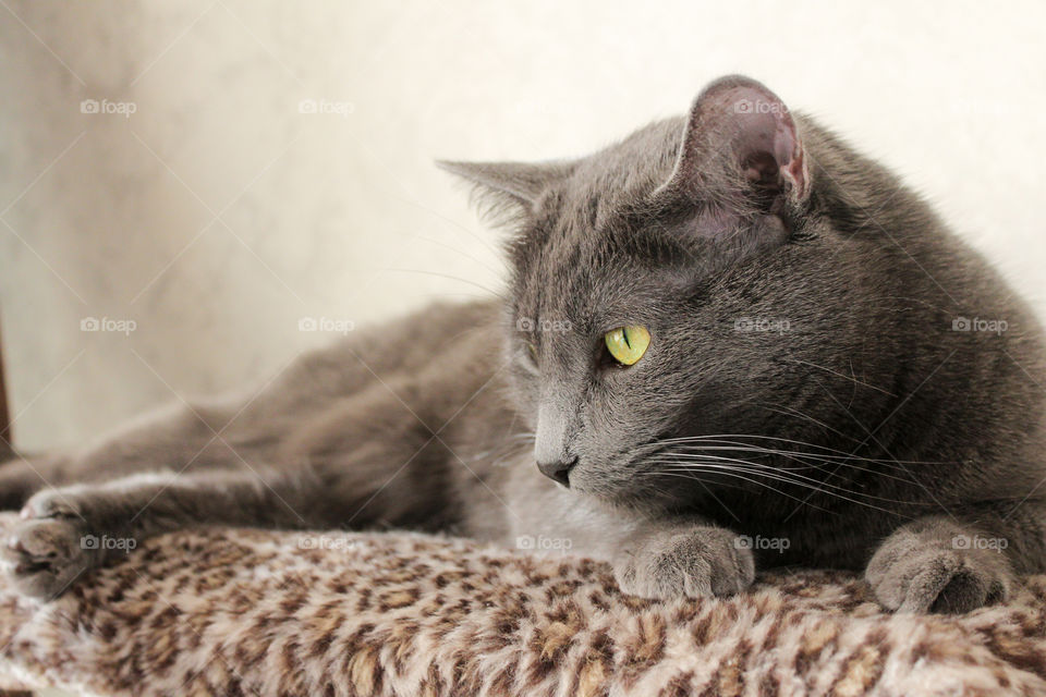 lazy Russian blue cat