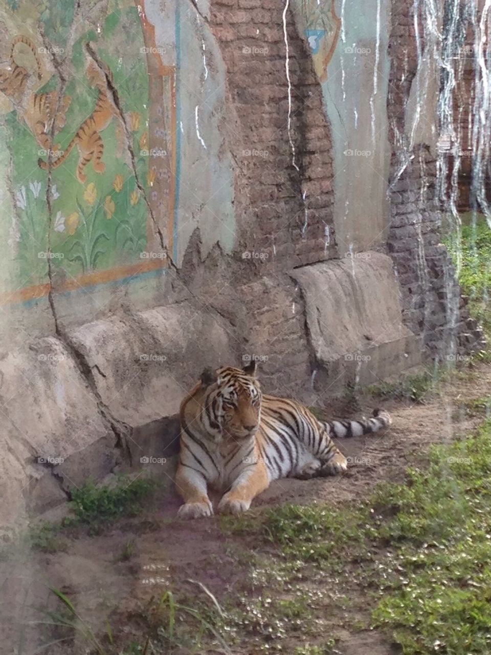 Tiger. Animal Kingdom.