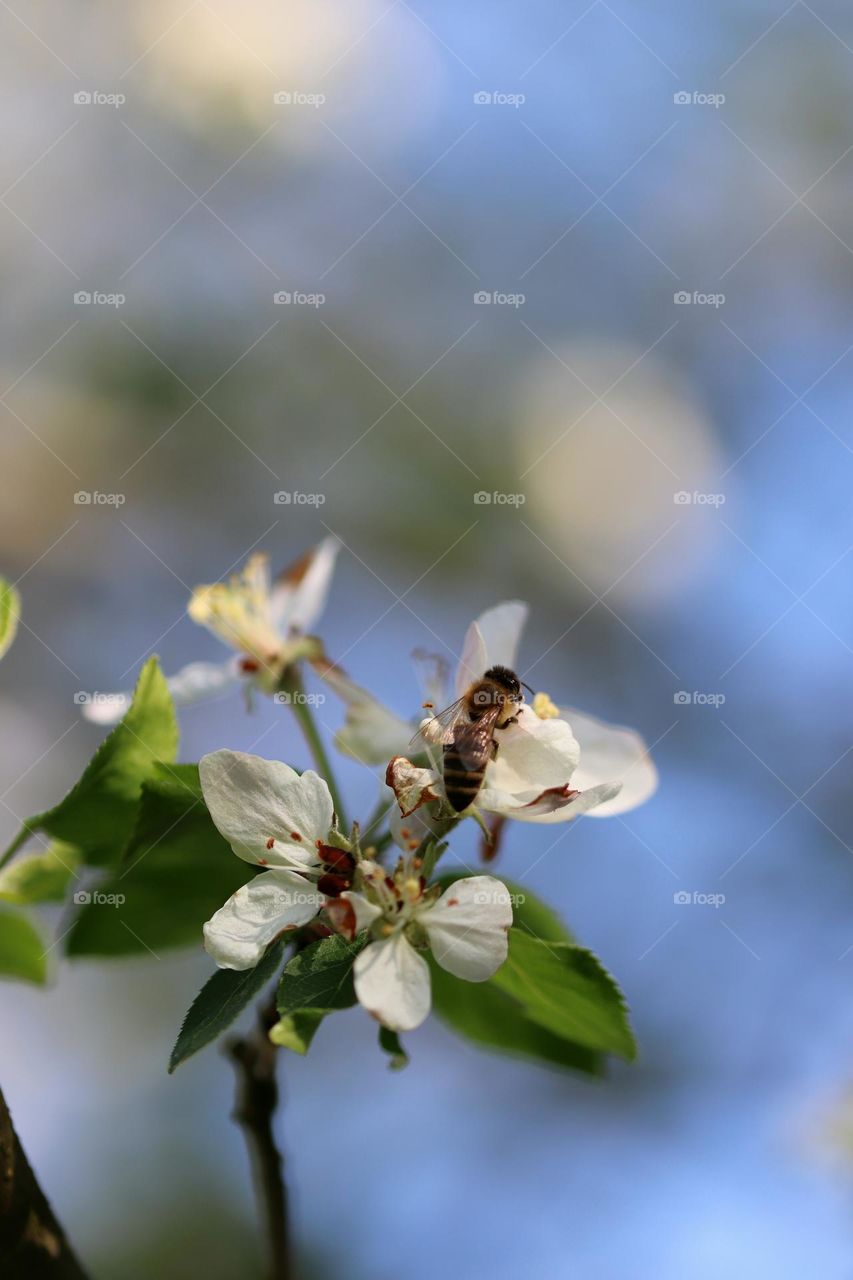 Birds& Bees- Nature in Motion