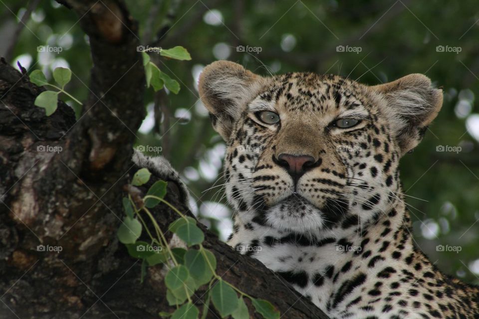 Here's looking at you