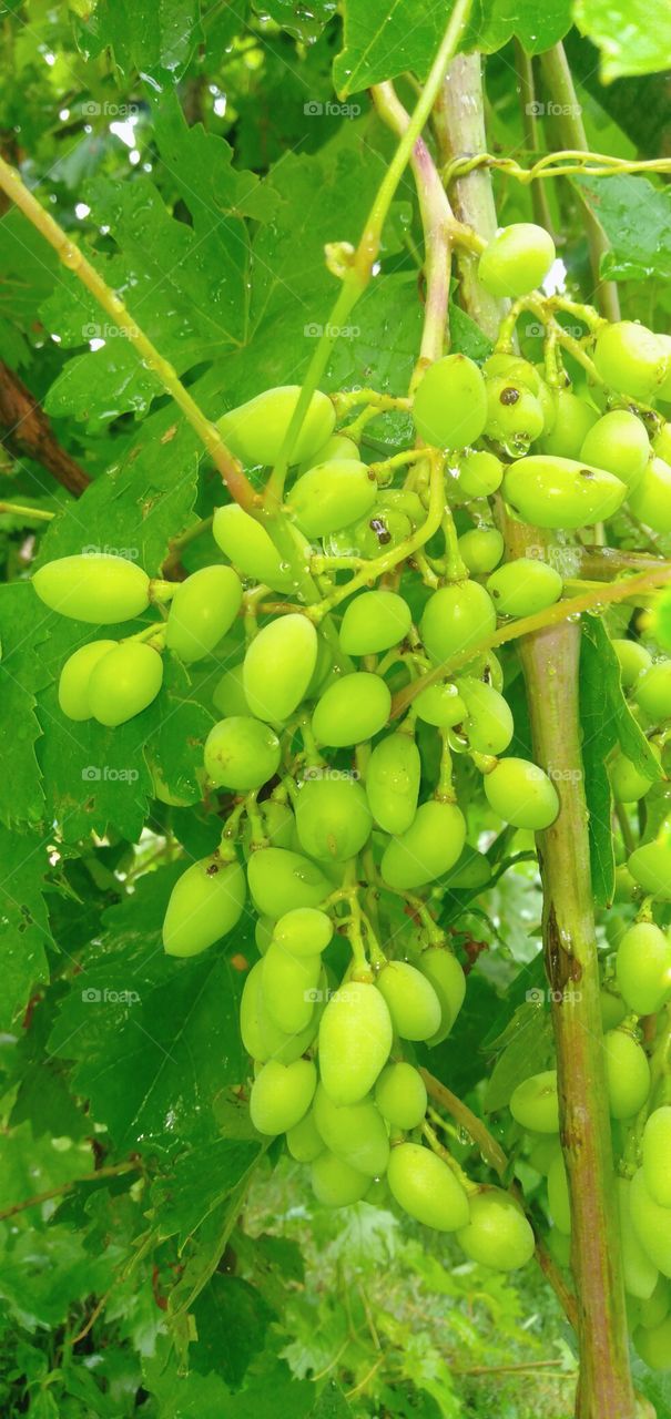 Grapes