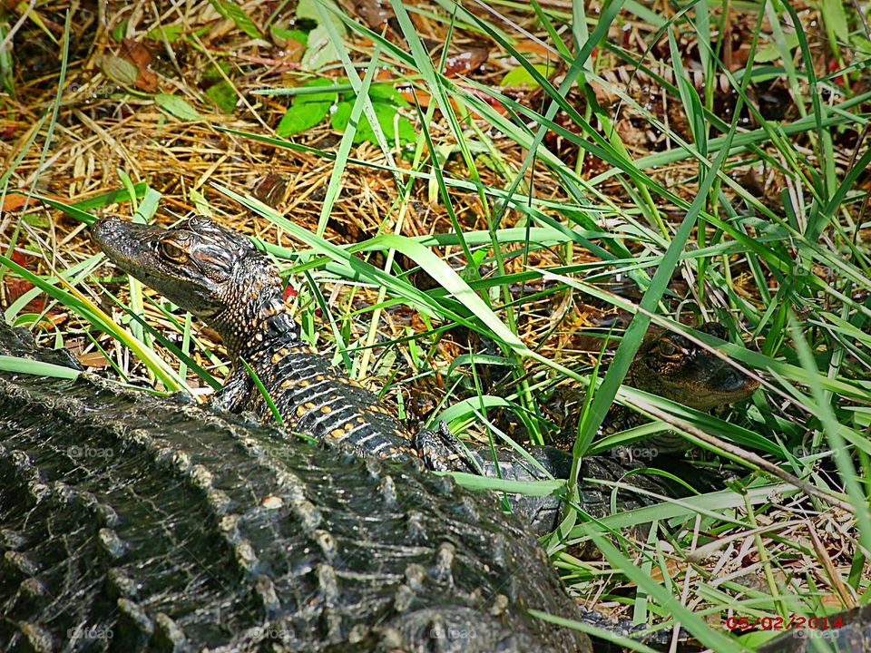 A baby alligator sits by its mother.