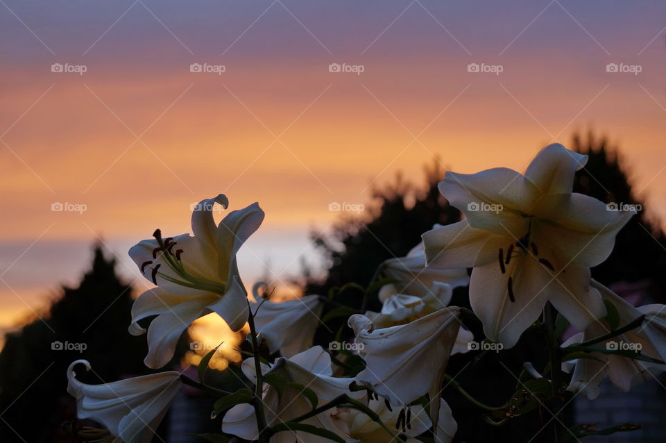 Lilies at sunset