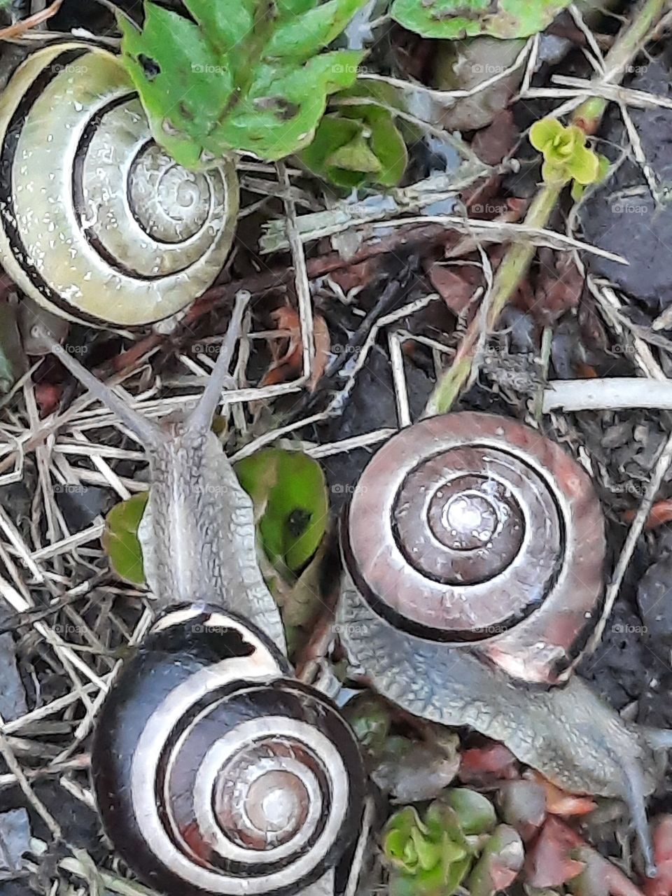 gathering of shell snails after spring rain