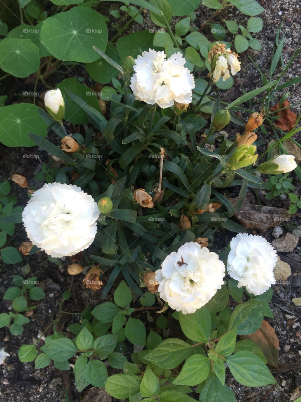 White grass flowers !!!