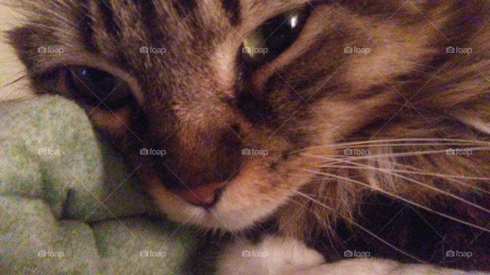 A kitty close-up. He is a purebred Highlander (originally known as the Highland Lynx). The Highlander is a cross between the Desert Lynx & the Jungle Curl.