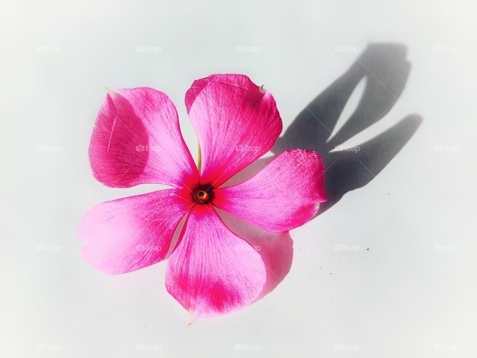 A beautiful single pink color flower in a white background