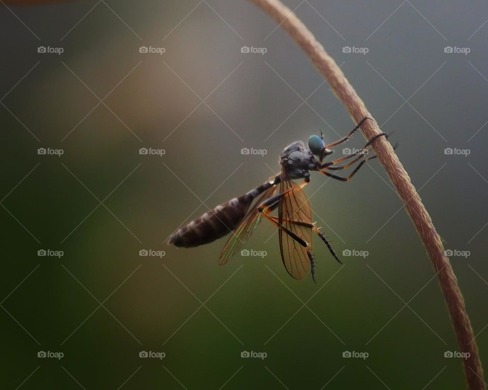 leptogaster taking a bath