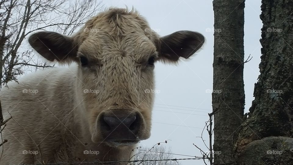 Cow closeup