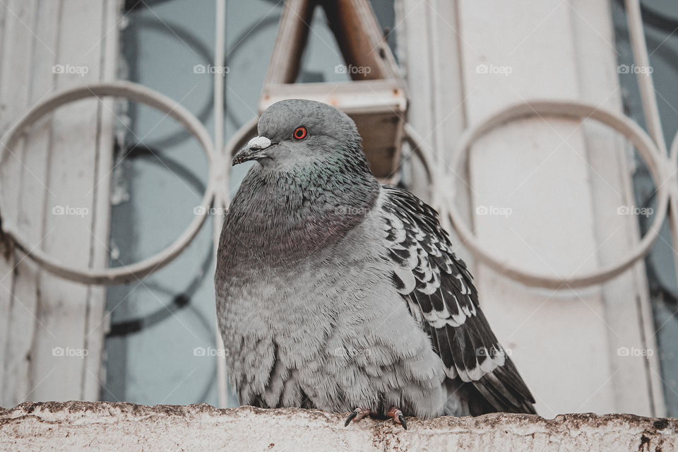 Fat pigeon