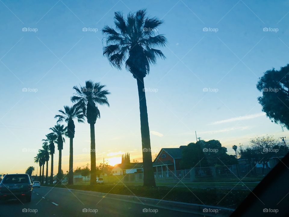 Sunset yesterday riding down street with palm trees.
