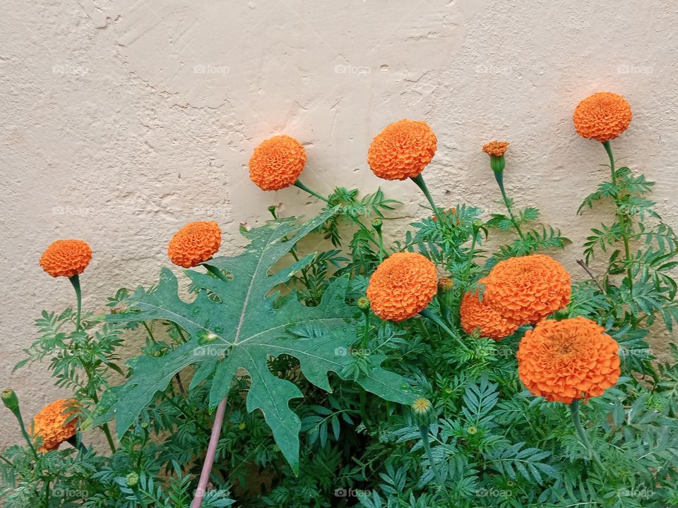 beautiful marigold🌸🌺🌻🌹🌷🌼💐