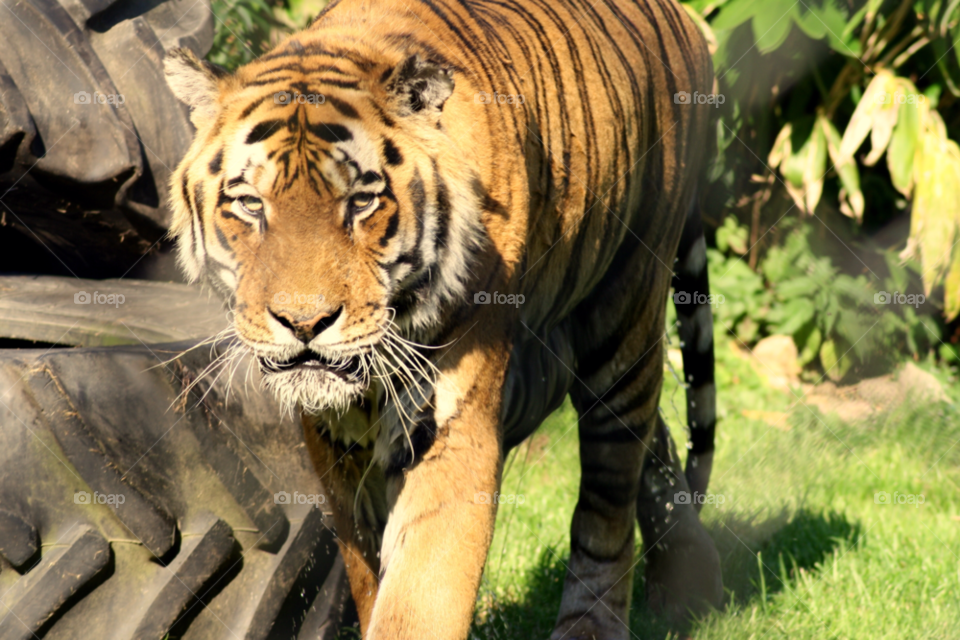 animal tiger zoo stripes by leonbritton123