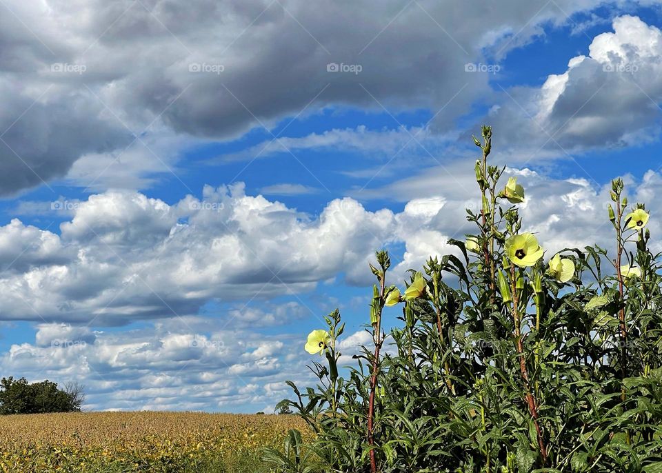 Garden and blue sky