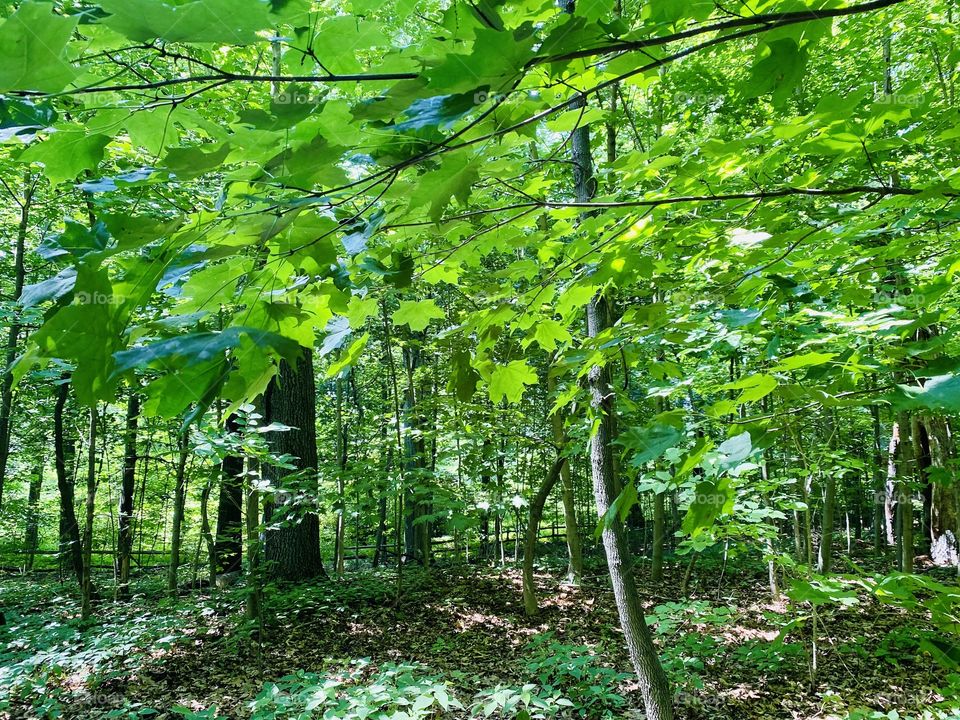 Wandering through The forest in NYBG on a beautiful summer day, peaceful and calm. 