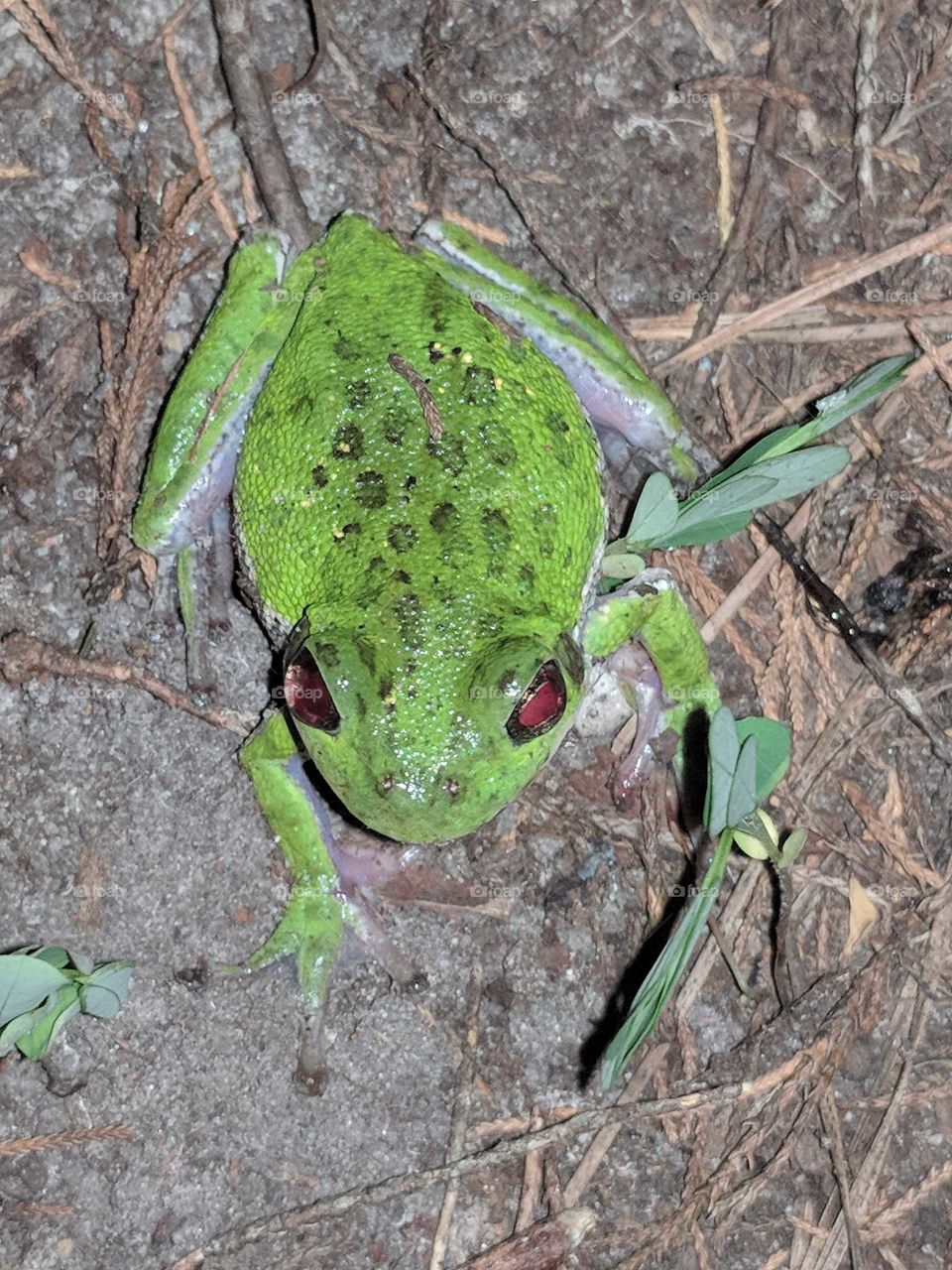 Barking Tree Frog