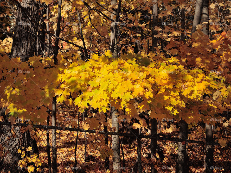 yellow leaves vibrant newburgh ny by delvec