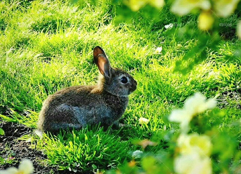 Wild bunny in the grass