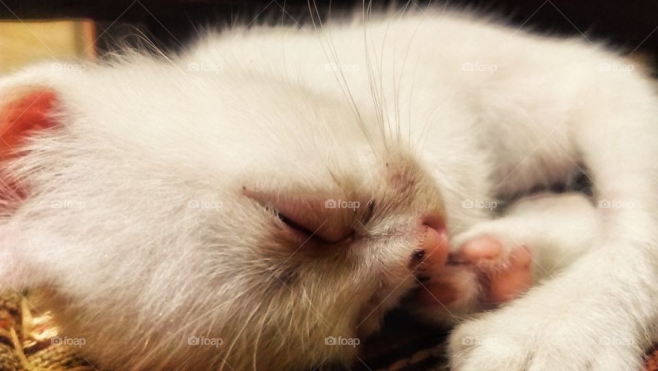 Sleeping White Kitten