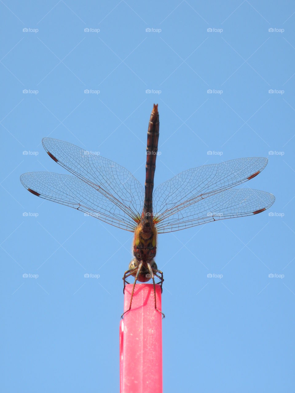 Dragonfly, Sky, No Person, Nature, Outdoors