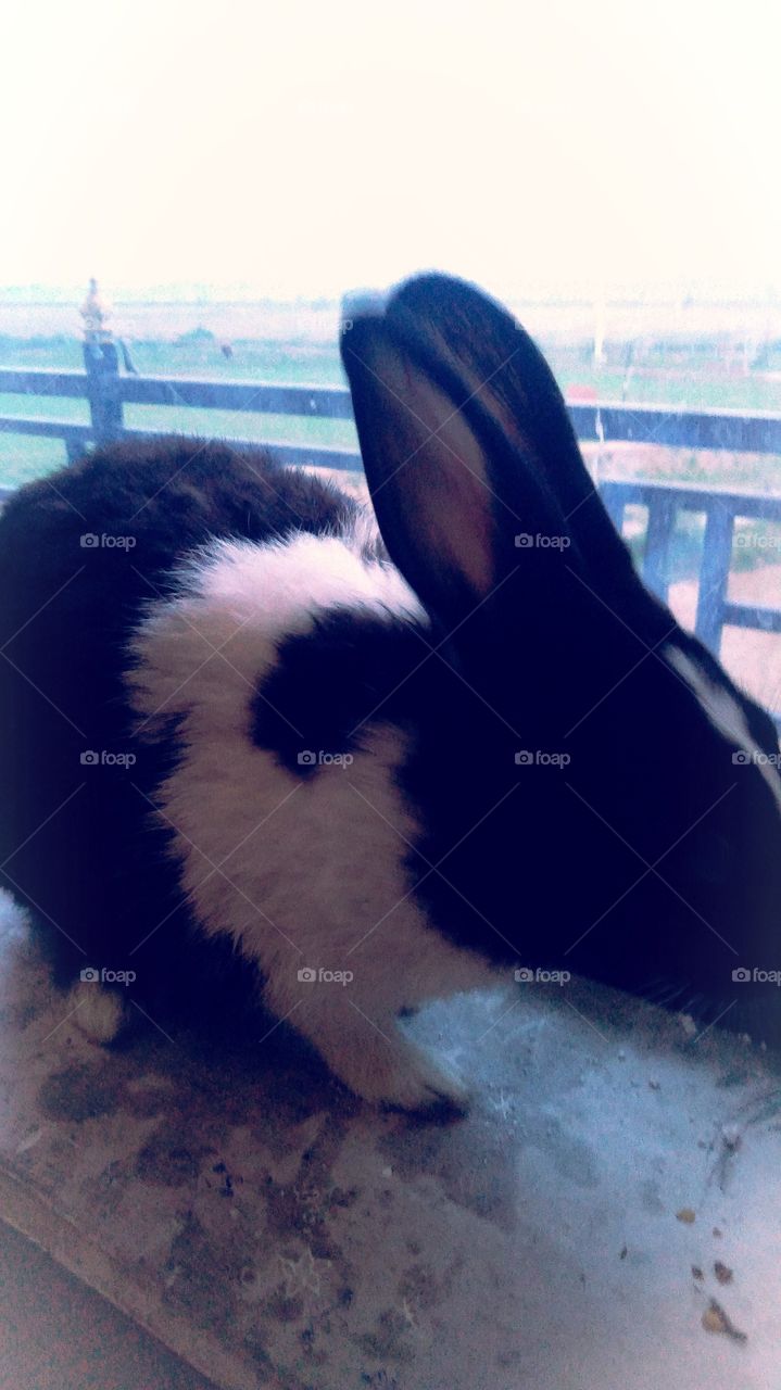 Rabbit UP India Chakia Chandauli