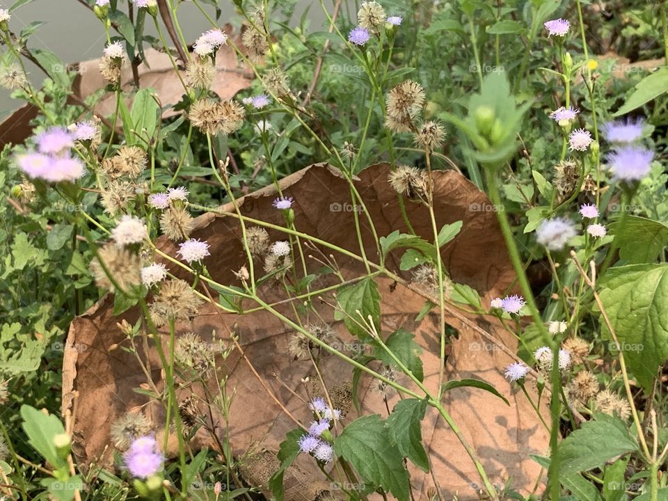 Plants around us, countryside ( Thailand)