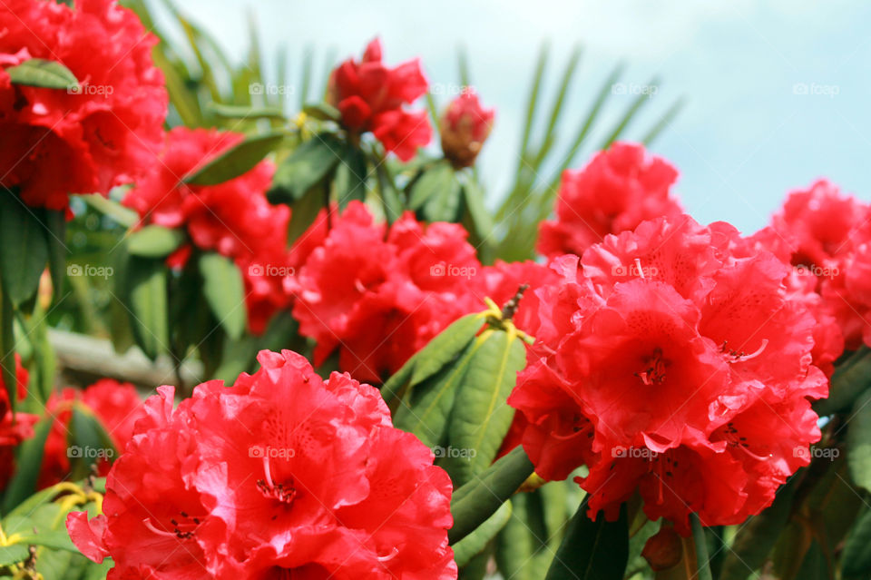 Red rhododendron flowers with the green leaves of the woody bush and some fronds from a palm tree in the inner courtyard garden. 