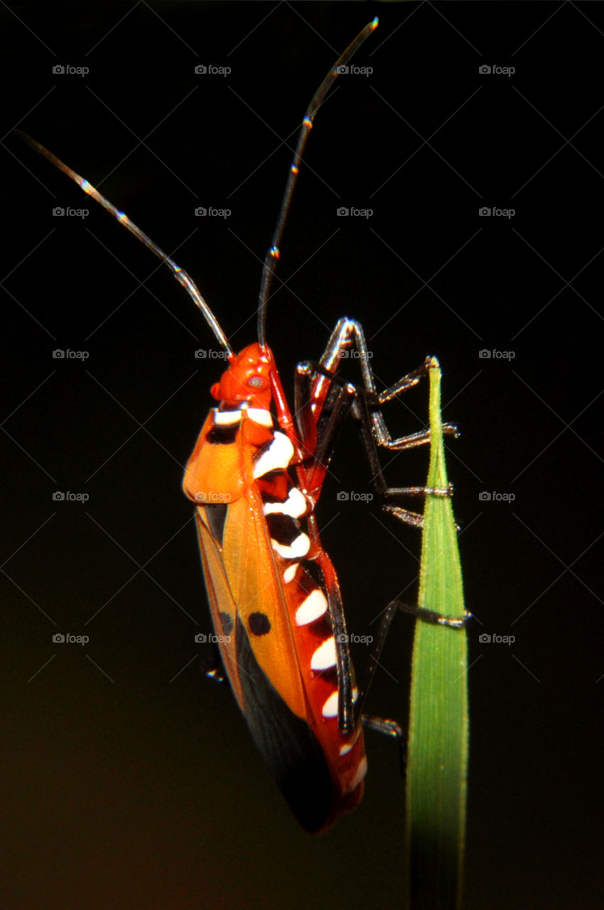Red Cotton Bug
(Dysdercus cingulatus)